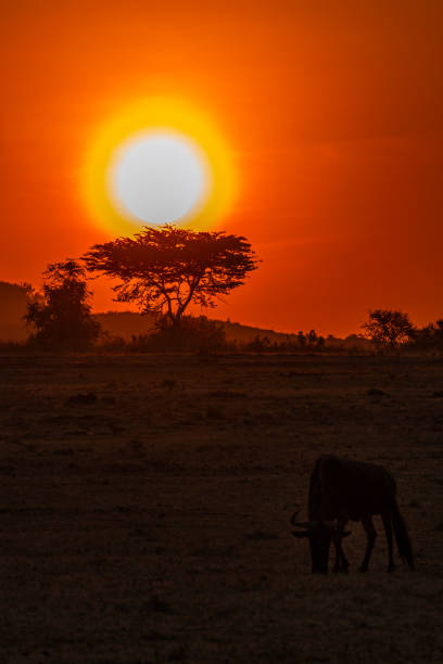 istock Sunrise in Masai Mara National Reserve 1571699916
