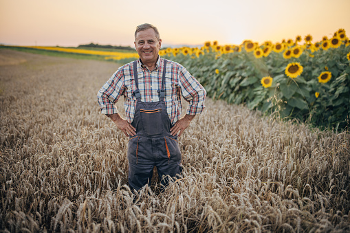Portrait of an old farmer in a wheat field