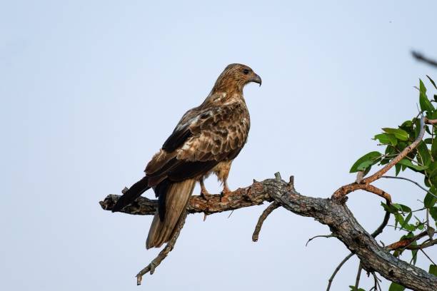 istock Majestic Long-legged Buzzard perched atop a leafy tree branch, surveying its surroundings 1571702072