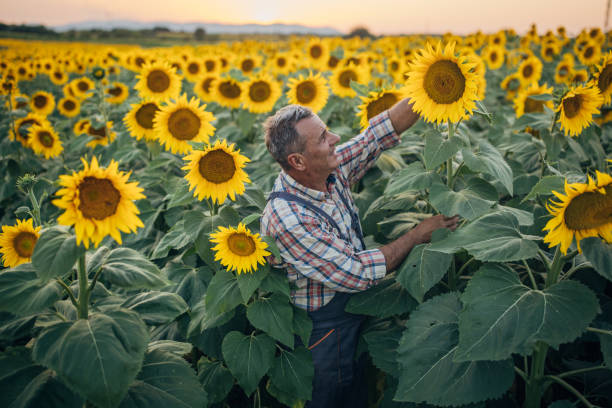 istock Successful farmer, good growth of sunflowers 1571703666