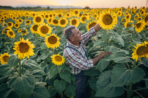 Successful farmer, good growth of sunflowers