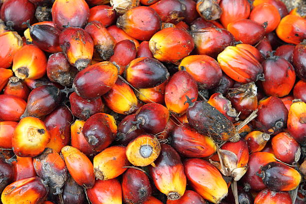 istock palm oil fruits 157171097