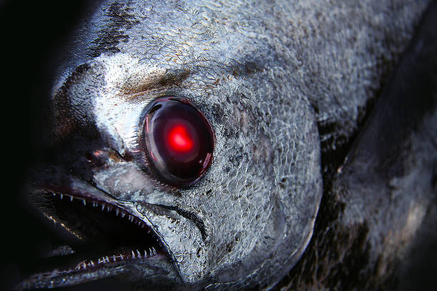 深海魚パシフィックポンフレットのメタリックな外観と怖い顔に触発され、画像は赤い目の巨大な魚のように見えるようにレタッチされました(暗い背景写真イラスト)
