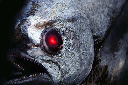 Inspired by the metallic appearance and scary face of the deep-sea fish Pacific pomfret, the image has been retouched to look like a red-eyed monstrous fish (Dark background photo illustration)