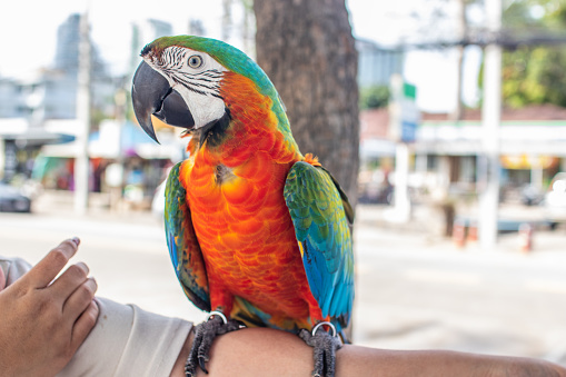 A colorful parrot presents on the arm of a woman  in Thailand Asia