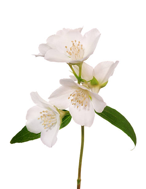 istock jasmine branch with five flowers 157172545