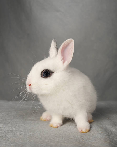istock Baby White Bunny Rabbit on gray fabric background. 157172763