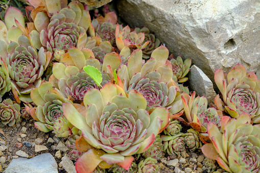 Plants grow between stones. A beautiful decorative plant near the house in the rock garden.