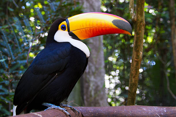 Toucan Toco - Photo