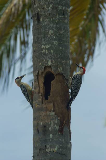 istock Vertical closeup of two woodpeckers perched on a tree trunk 1571737284