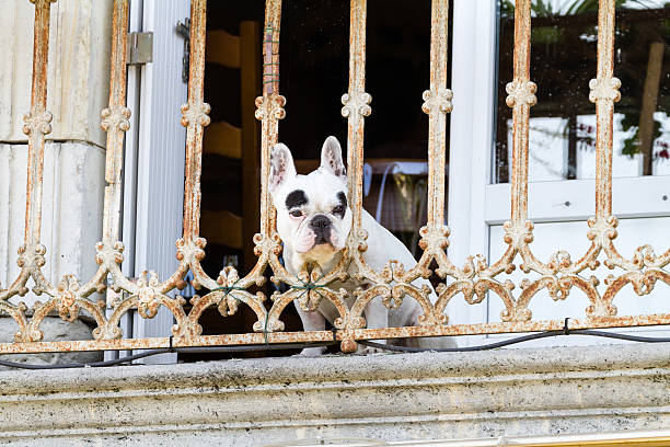 Cão carlin na varanda - foto de acervo