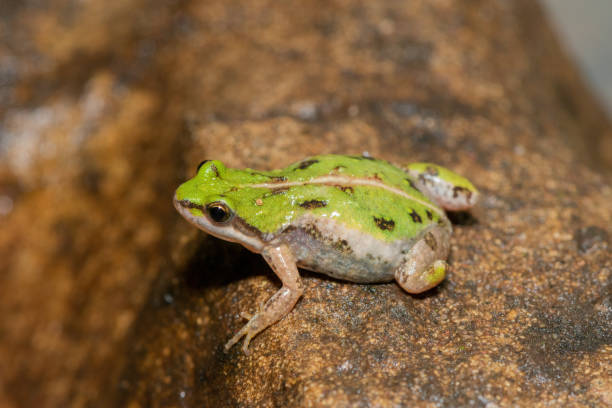 istock Boettger's dainty frog, or common caco (Cacosternum boettgeri) 1571749136