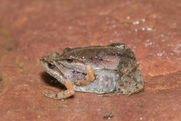istock Bronze caco, or bronze dainty frog (Cacosternum nanum) 1571750189