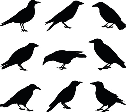 vector file of crows silhouette