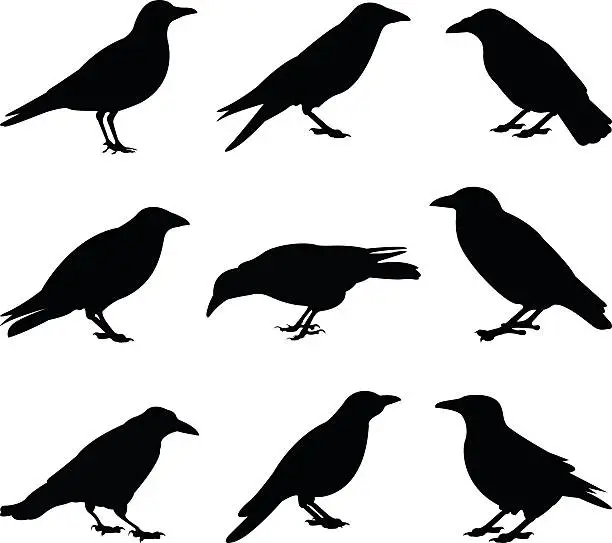 Vector illustration of crows