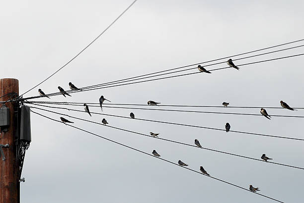 istock Flock of swallows gathered on telegraph wires 157175946