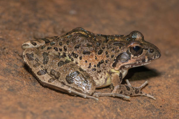 istock Clicking Stream Frog, Gray’s Stream Frog, Spotted Stream Frog (Strongylopus grayii) 1571760959