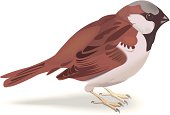 istock sparrow 157176185