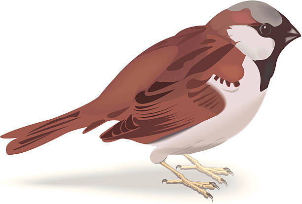 sparrow vector file of house sparrow finch stock illustrations
