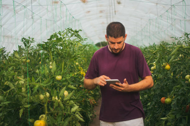 istock Man with digital tablet working in a greenhouse 1571762032