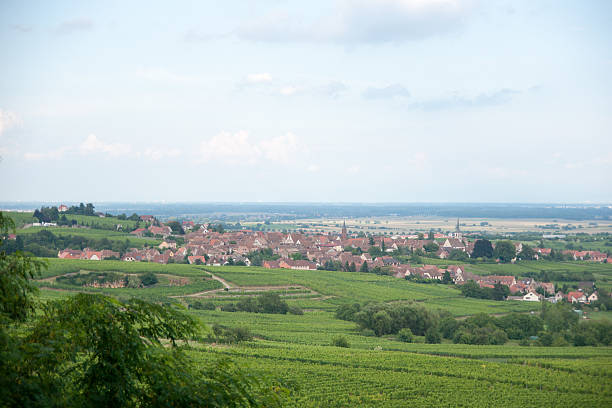 istock Alsace landscape and vinewyard 157176268