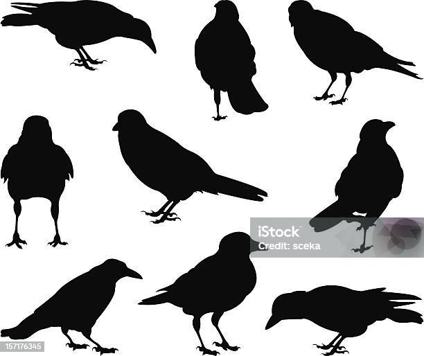Crows Stock Illustration - Download Image Now - Crow - Bird, In Silhouette, Raven - Bird