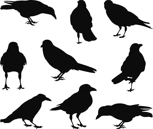 Vector illustration of crows