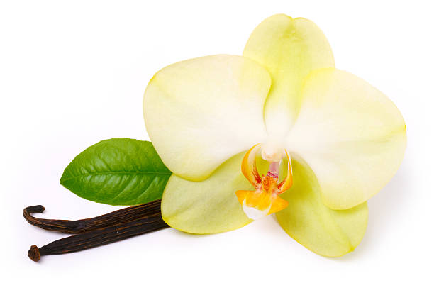 kuvapankkikuvat ja rojaltivapaat kuvat aiheesta vanilja tarttuu kukkaan - yellow vanilla flower with green leaves