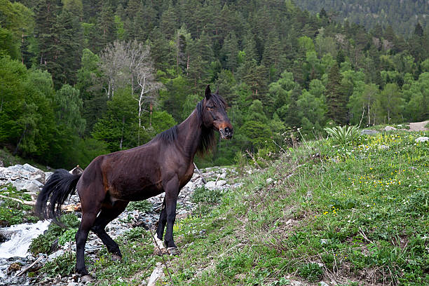 Cheval - Photo