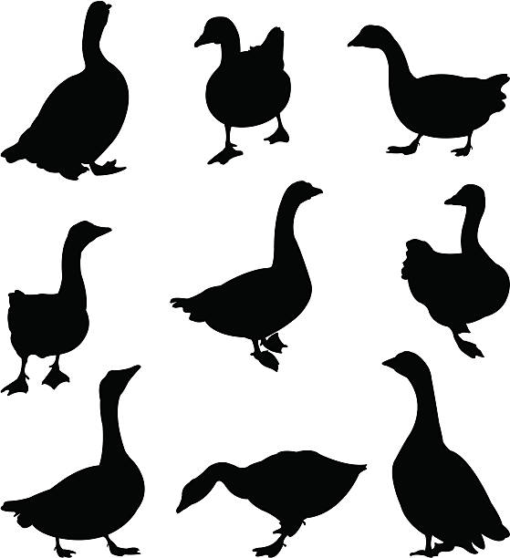 illustrazioni stock, clip art, cartoni animati e icone di tendenza di gooses - mergini