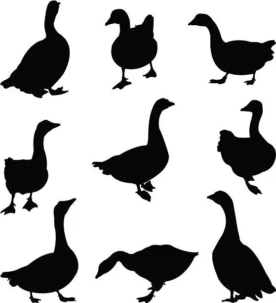 Vector illustration of gooses