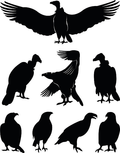 eagle silhouettes vector file of eagle silhouettes vulture stock illustrations