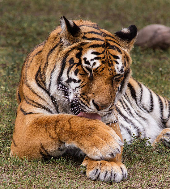 A tigress is playing with her cub in the snow. Canon 1D Mark III and tele. RAW-file developed with Adobe Lightroom. 