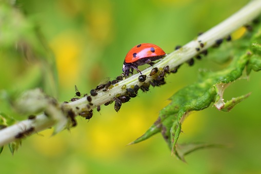 A ladybug hunts tiny aphids on an infested plant.