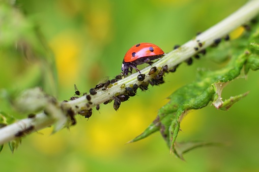 Yellow spotted ladybug on white granite slab