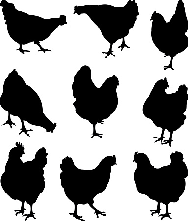 vector silhouettes of chickens