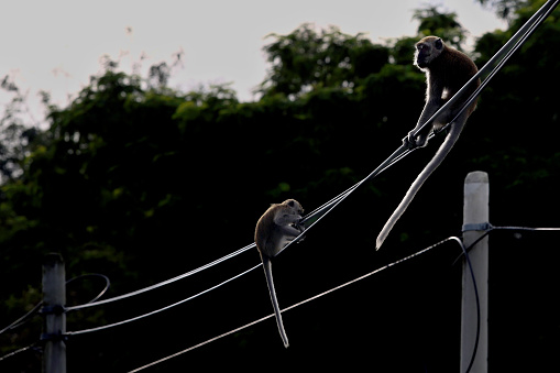 Monkeys are joyfully walking around electricity cable sub urban Malaysia