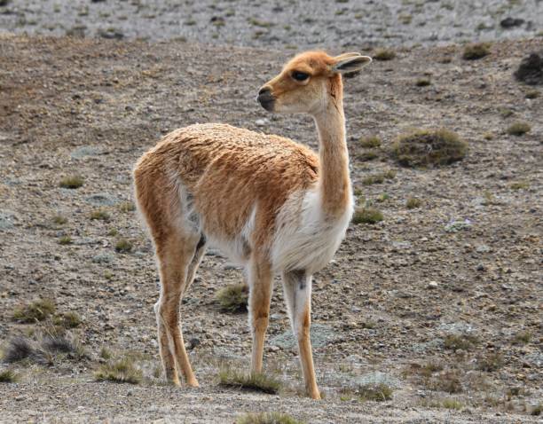 Free picture: The vicuna animal (Lama vicugna) standing in a saltmarsh ...