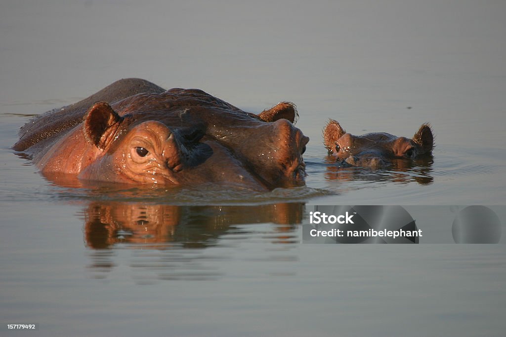 Mutter und Kind - Lizenzfrei Krüger Nationalpark Stock-Foto