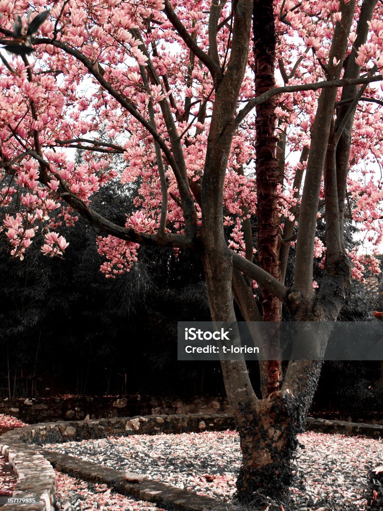 Le printemps est ici. L'Italie - Photo de Arbre libre de droits