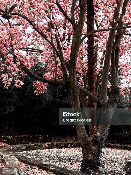 La Primavera È Qui Litalia - Fotografie stock e altre immagini di Abbondanza - Abbondanza, Albero, Ambientazione esterna