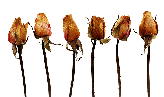Dried, wilted roses arranged on a white background. The withered petals and muted colors evoke a sense of faded love and loss, captured in a retro style.