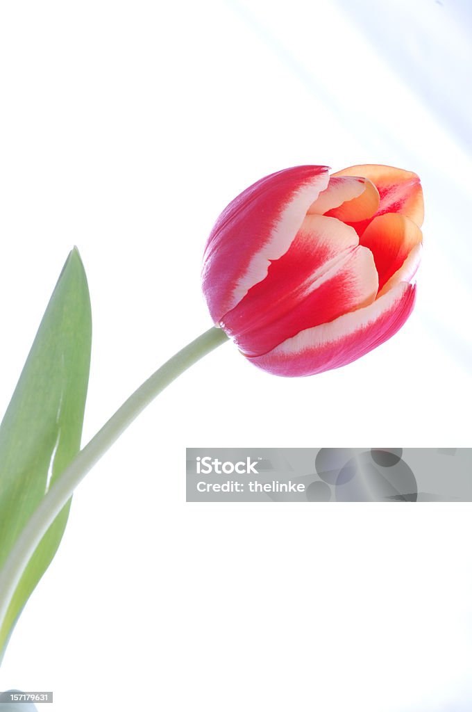 Rote Tulpe - Lizenzfrei Blume Stock-Foto