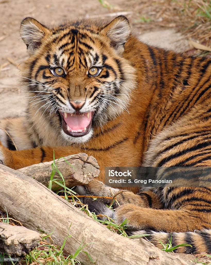 Stridio tigre - Foto stock royalty-free di Tigre