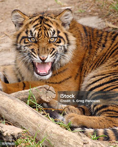 Stridio Tigre - Fotografie stock e altre immagini di Tigre - Tigre, Animale, Animale selvatico