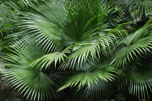 Close-up view of coconut palm leaves.