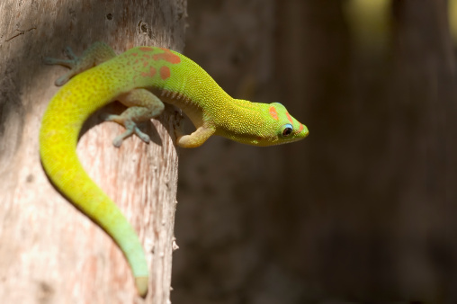 A gold dust day gecko