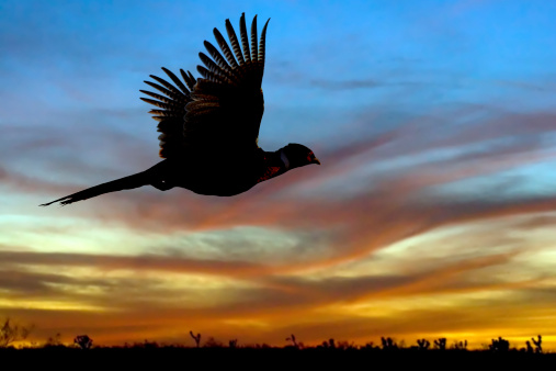 A pheasant flys off into a firey sunset in the desert.