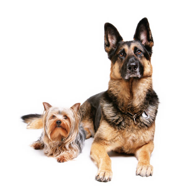 istock Dual Dogs in Isolated Background 157179749
