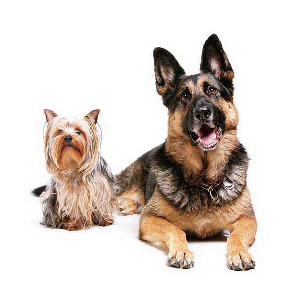 A group of diverse dogs with attentive gazes. A black shepherd, a wire-haired terrier, and a longhaired dachshund pose together